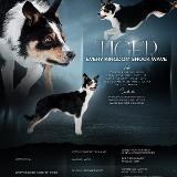 Every Kingdom Shock Wave 